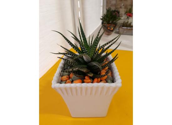 Cactus Plants 2 Pack Handmade Nice  Designs for Birthday Party Wedding  Home Decoration